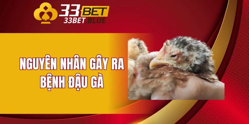 Vảy Hàm Long - Những Điểm Đặc Biệt Của Loại Vảy Này 6 Nguyên nhân gây ra bệnh đậu gà